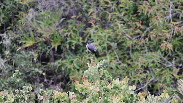 Kızıl Taçlı Kotinga - ML644900497