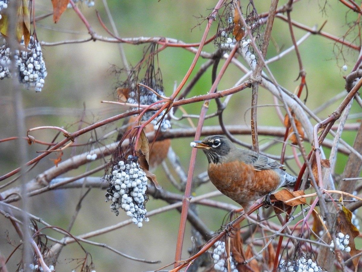 コマツグミ - ML644900508