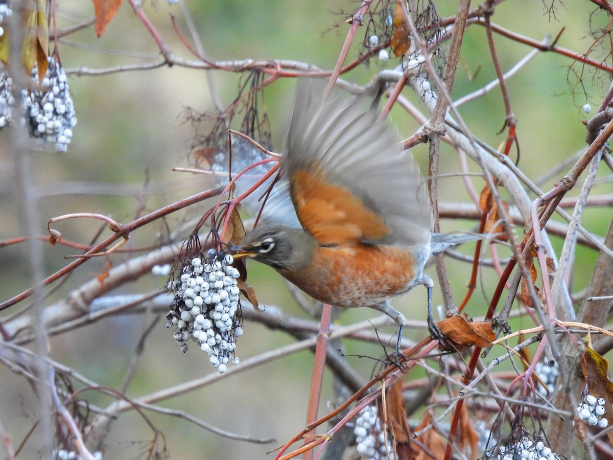コマツグミ - ML644900510