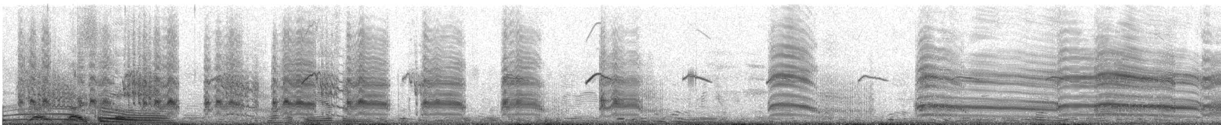 Andean Gull - ML644900516