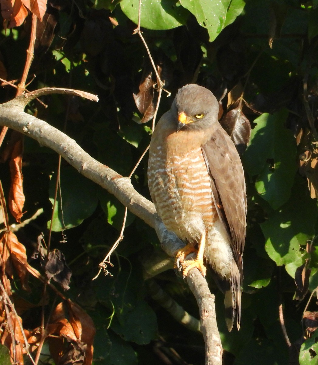 Yol Şahini - ML644900524