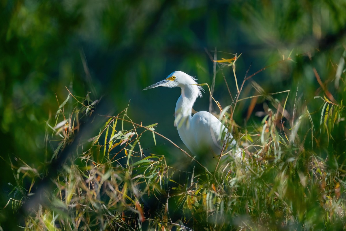 Snowy Egret - ML644900525