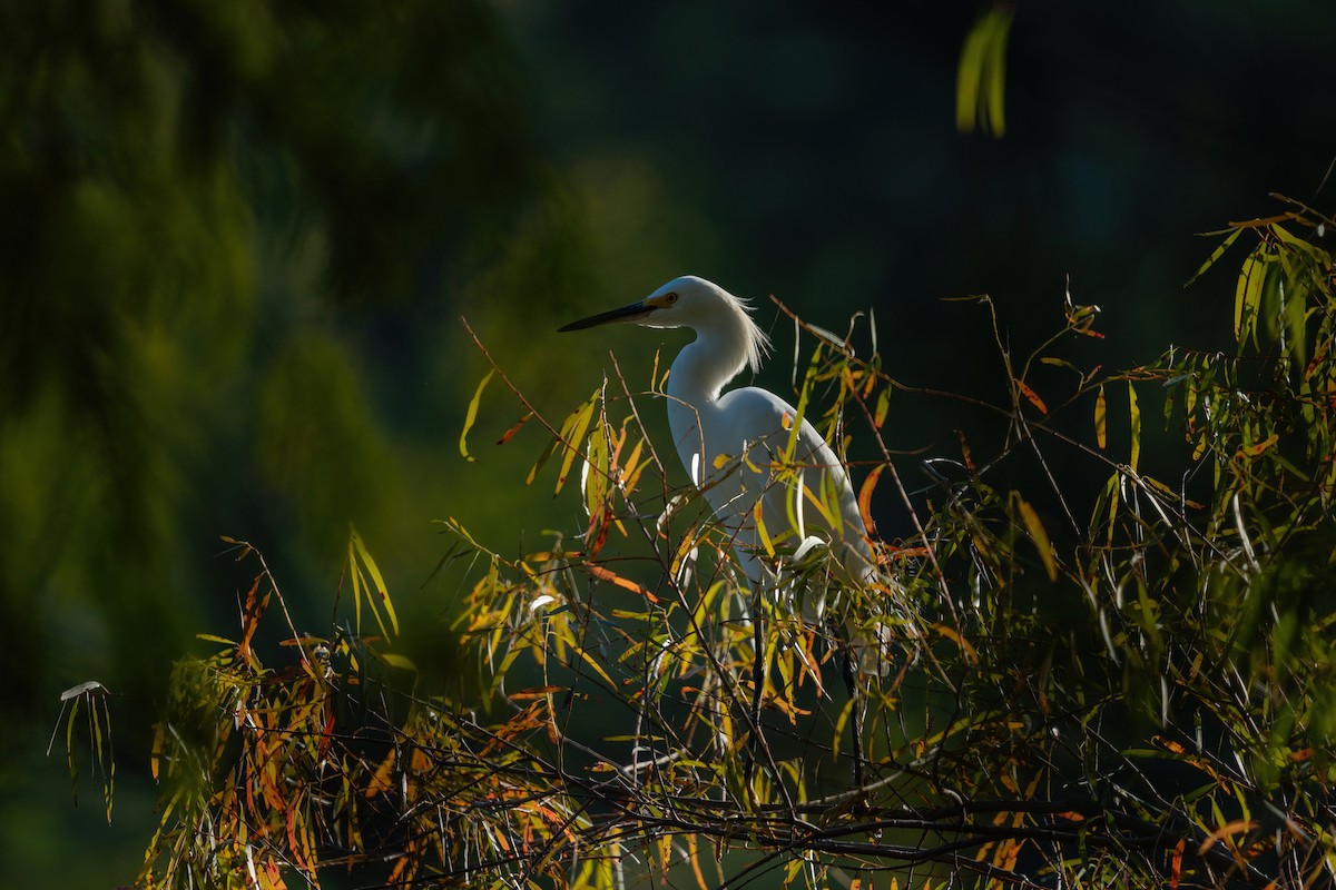Snowy Egret - ML644900526