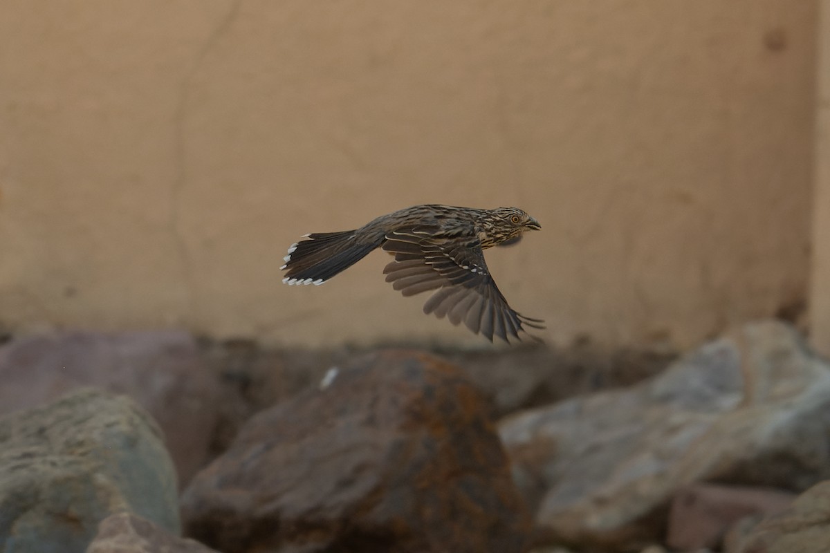 Рара червоновола - ML644900532