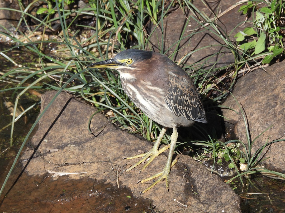 Green Heron - ML644900533