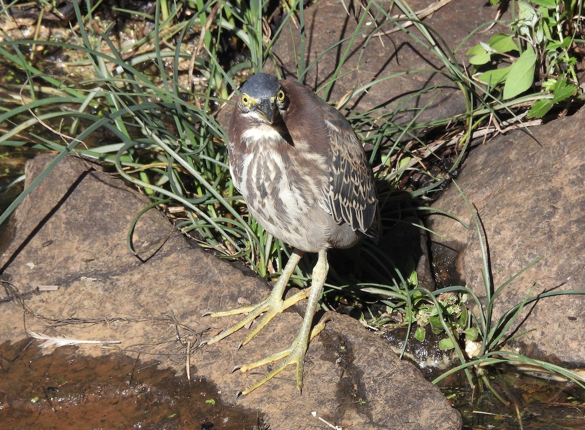 Green Heron - ML644900536