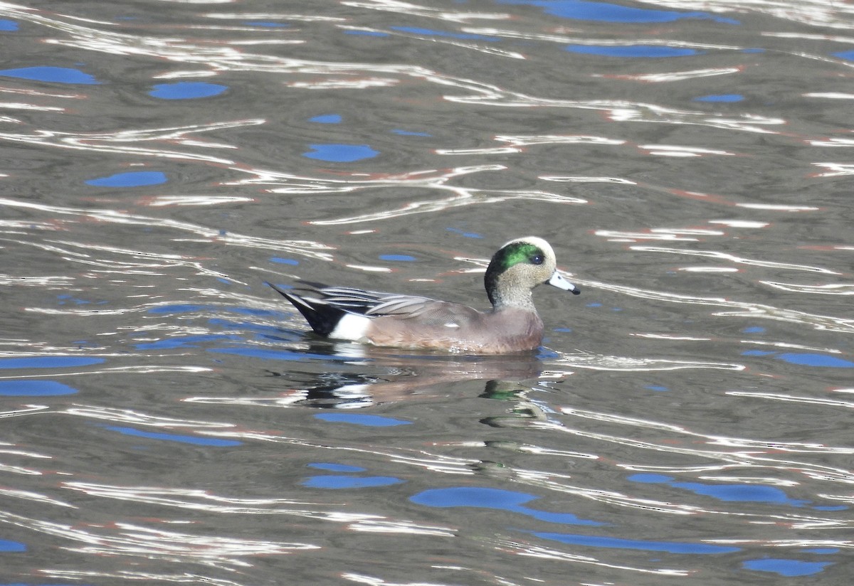 American Wigeon - ML644900539