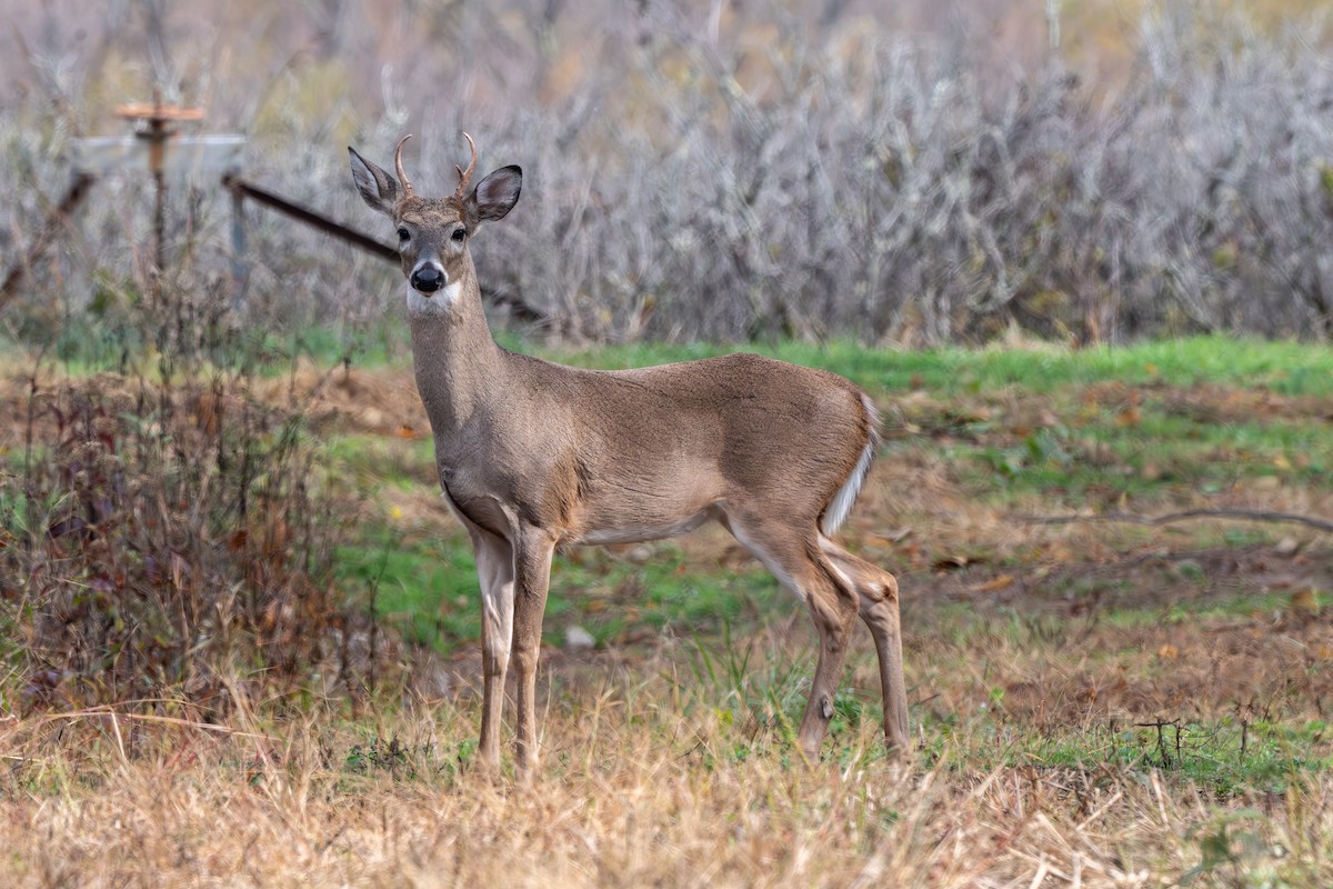 White-tailed Deer - ML644900553