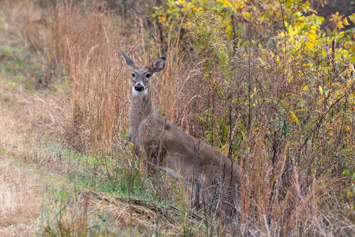White-tailed Deer - ML644900554