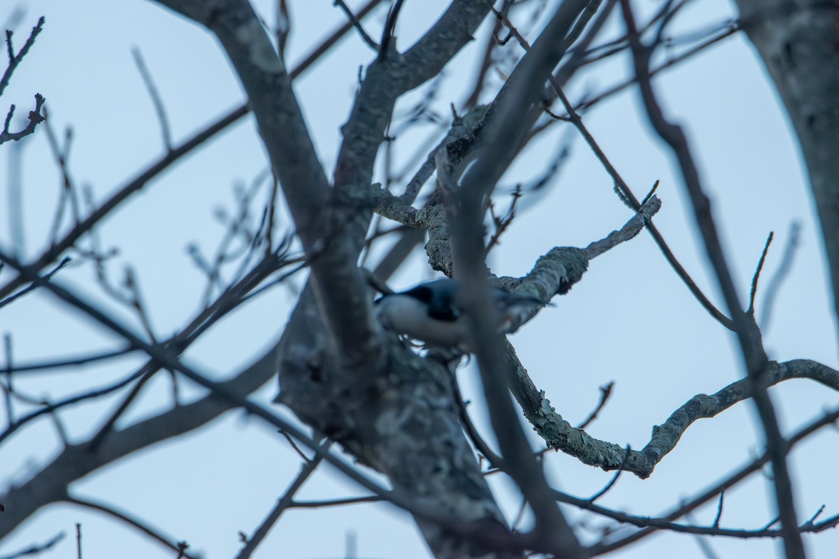 Weißbrustkleiber - ML644900565