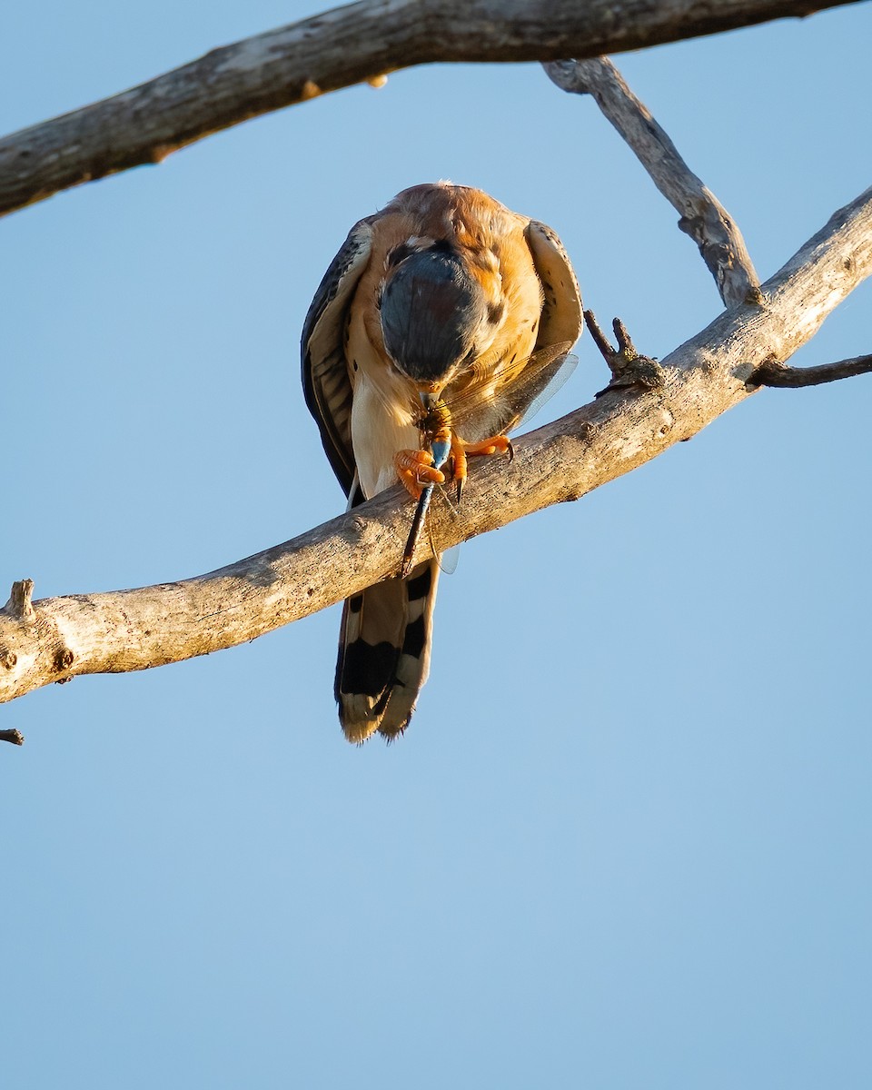 American Kestrel - ML644900579