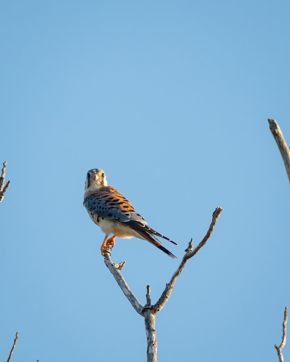 American Kestrel - ML644900581