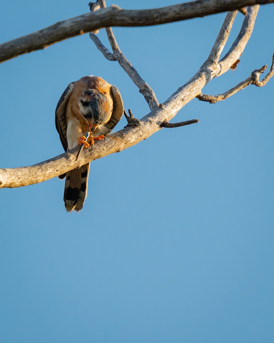 American Kestrel - ML644900583