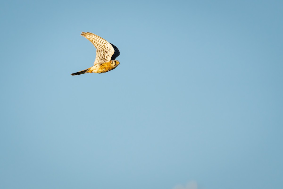 American Kestrel - ML644900584