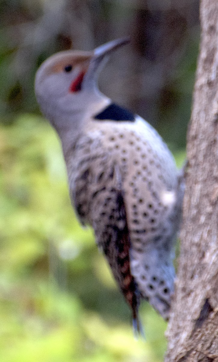 Altın Ağaçkakan (luteus x cafer) - ML644900591