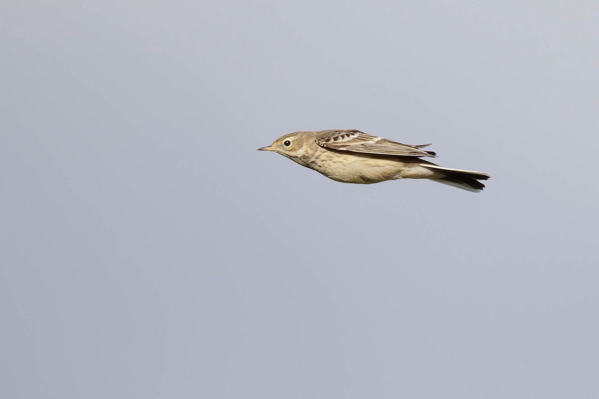 American Pipit - ML644900601