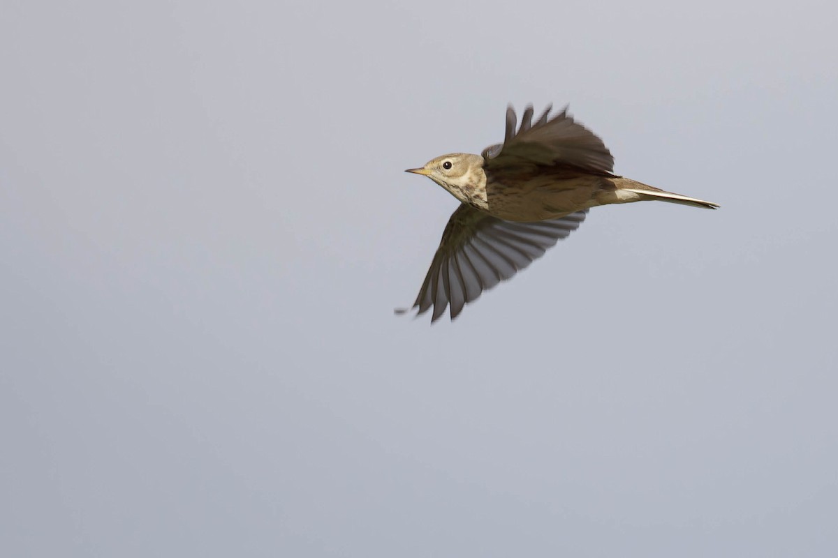 American Pipit - ML644900602