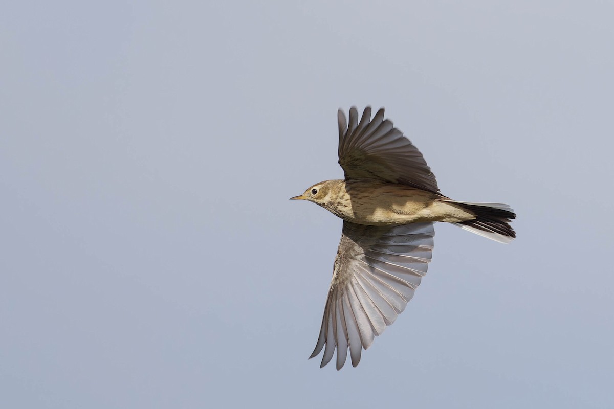 American Pipit - ML644900603