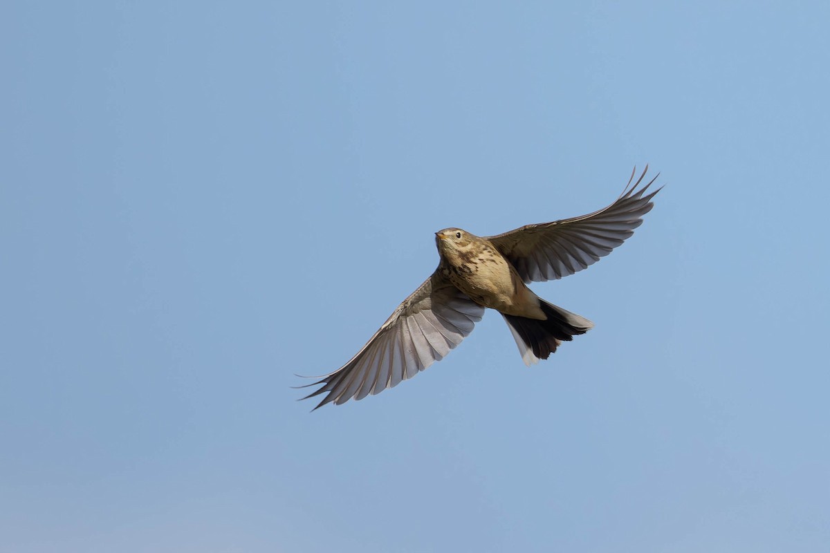 American Pipit - ML644900604