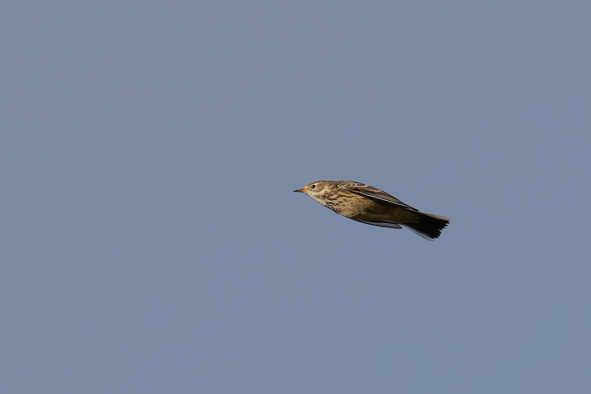 American Pipit - ML644900606