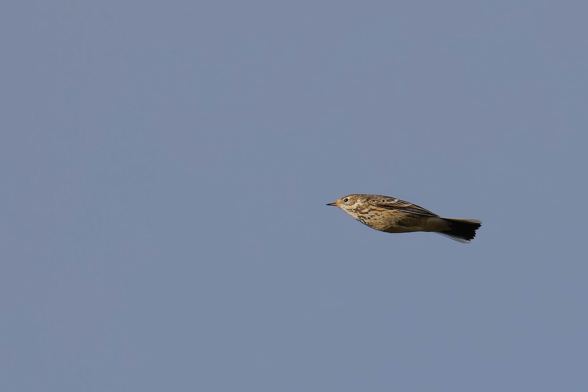 American Pipit - ML644900607