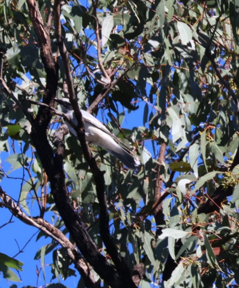 Black-faced Cuckooshrike - ML644900628