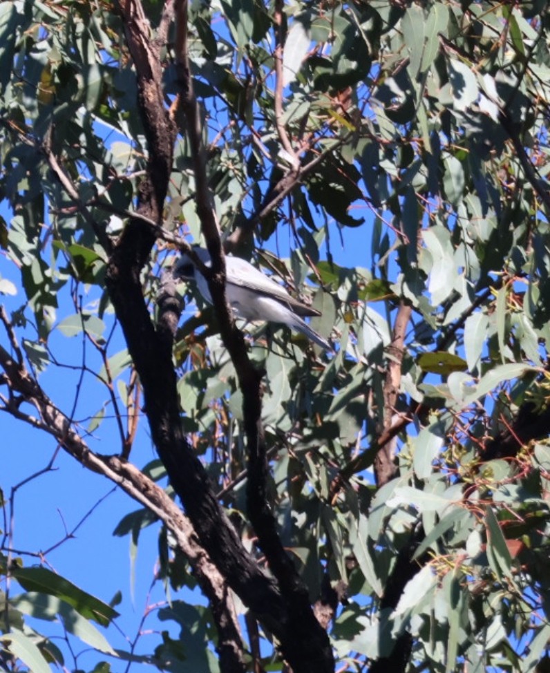 Black-faced Cuckooshrike - ML644900629