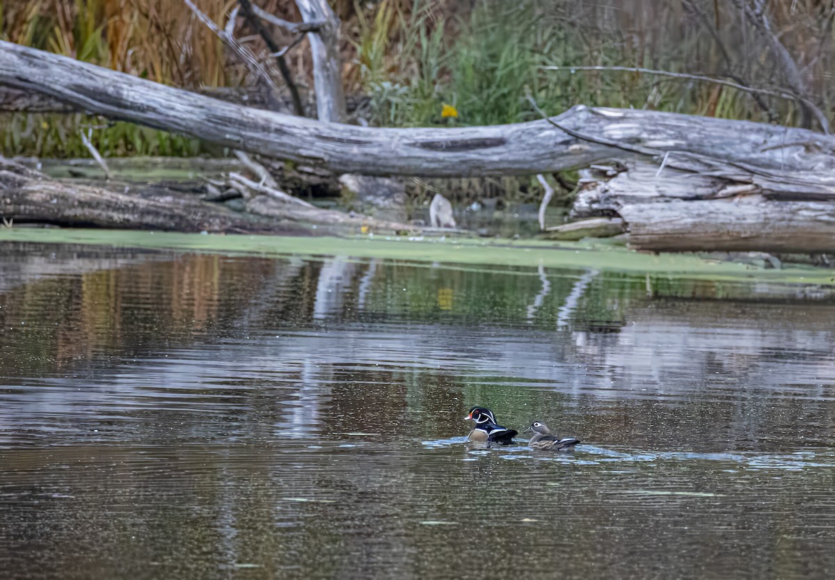 美洲鴛鴦 - ML644900632