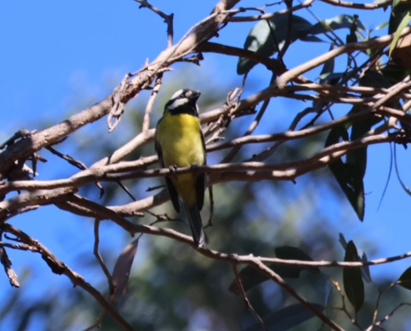 Doğulu Kerpetenkuşu - ML644900633