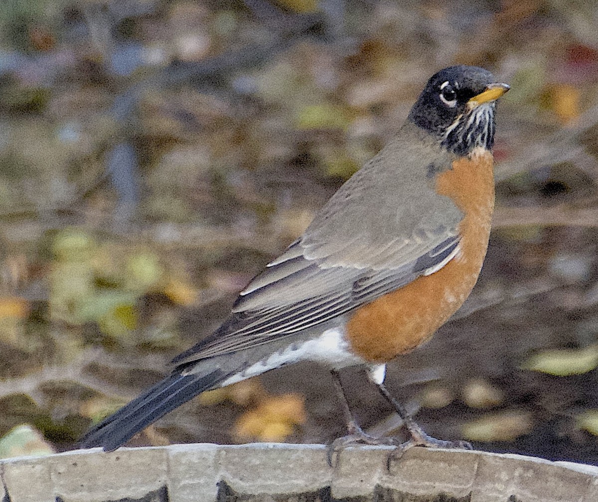 コマツグミ - ML644900634