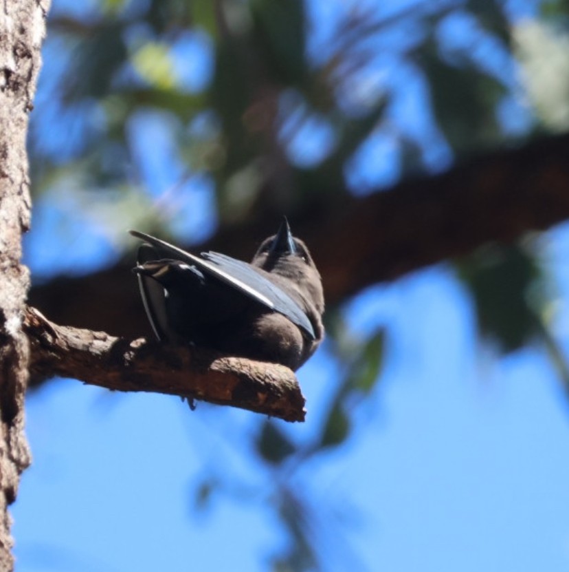Dusky Woodswallow - ML644900640