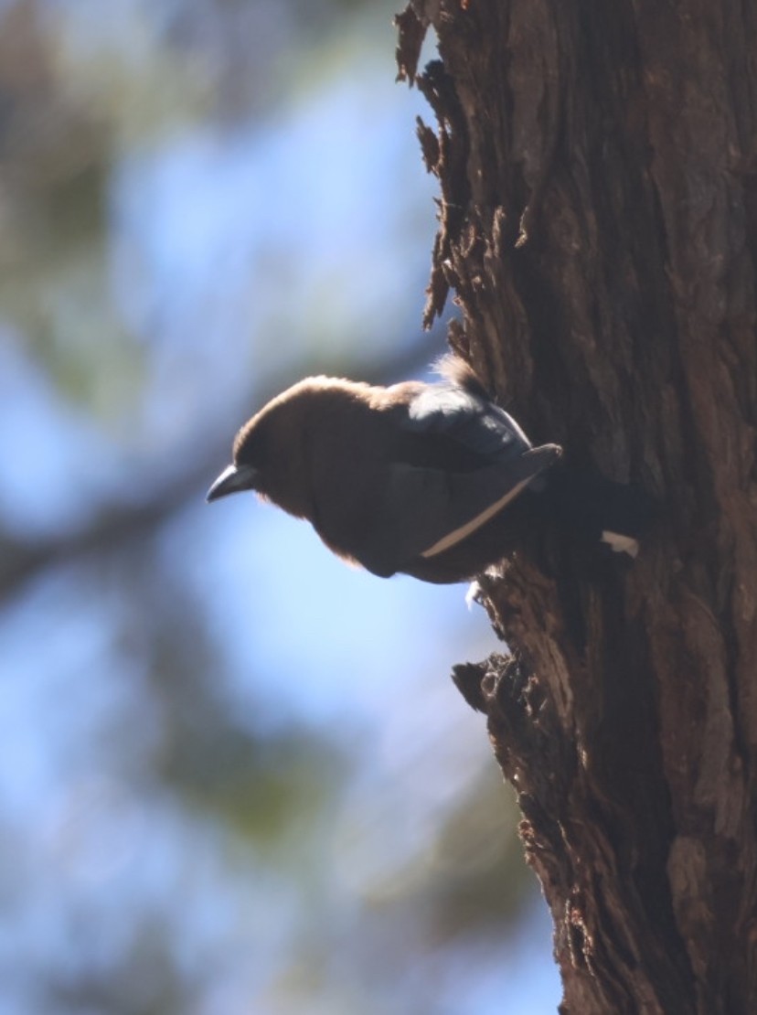 Dusky Woodswallow - ML644900641