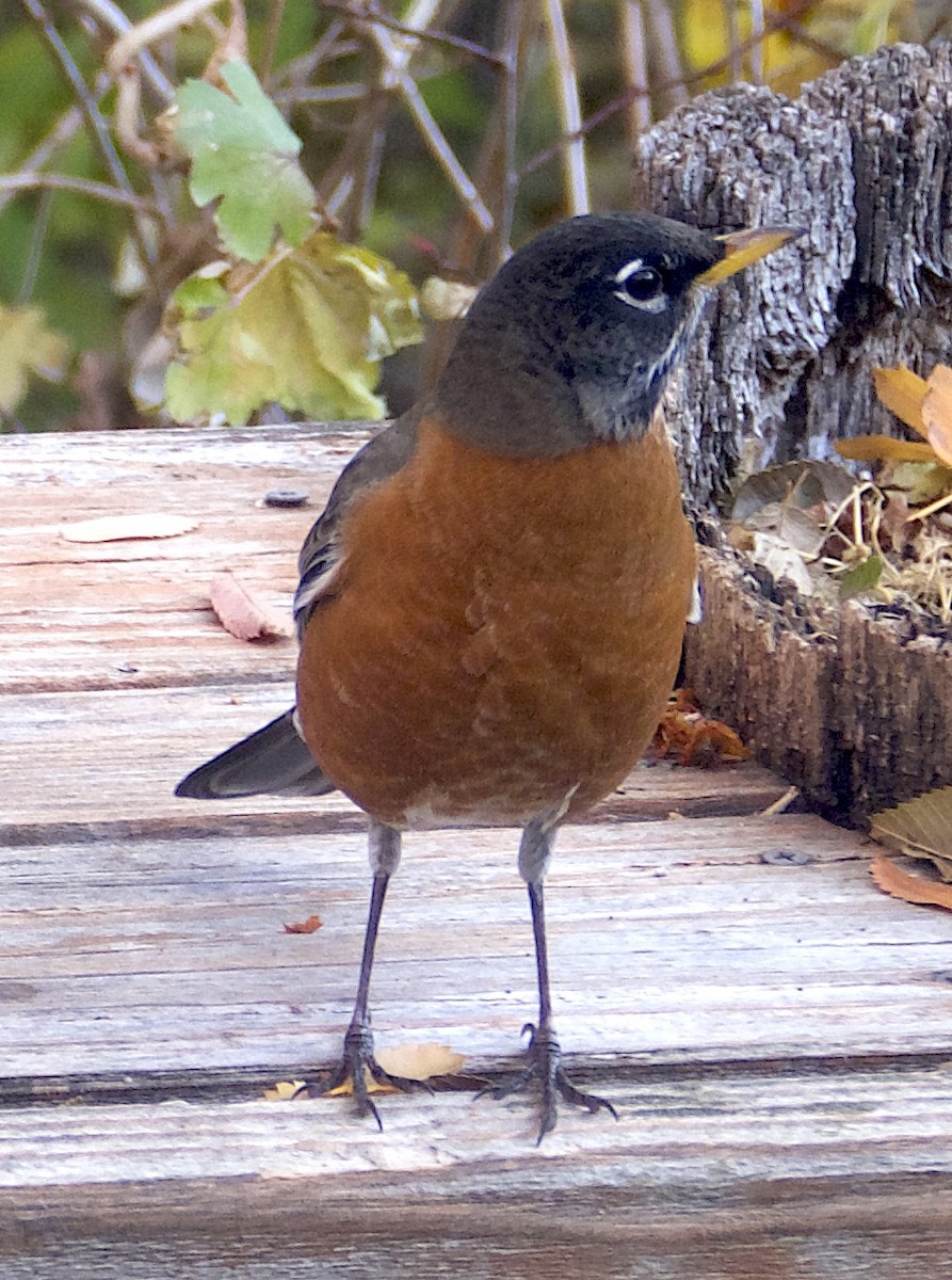 コマツグミ - ML644900647