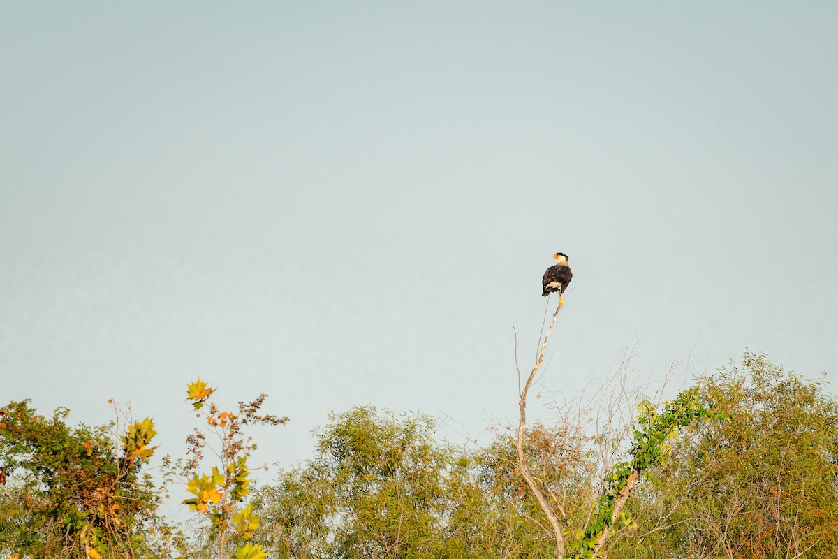 Crested Caracara - ML644900648