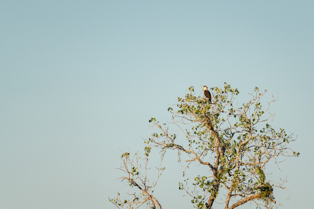 Crested Caracara - ML644900649