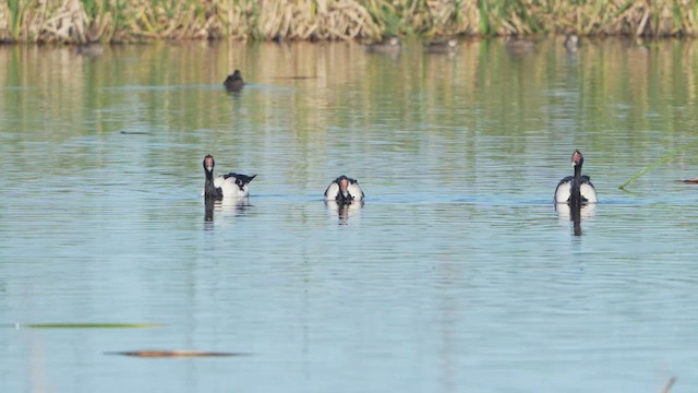 Saksağankazı - ML644900656