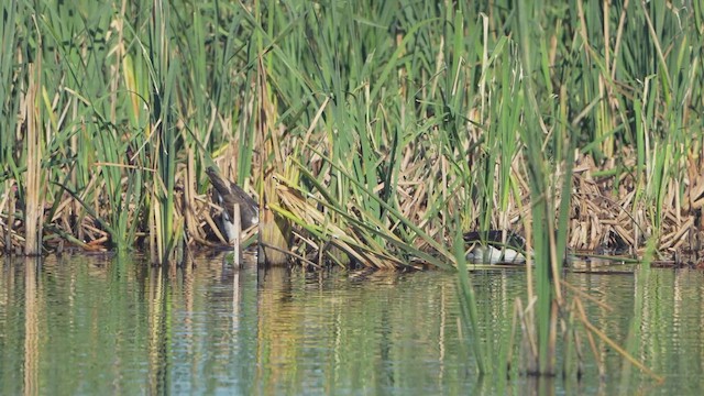 Saksağankazı - ML644900657