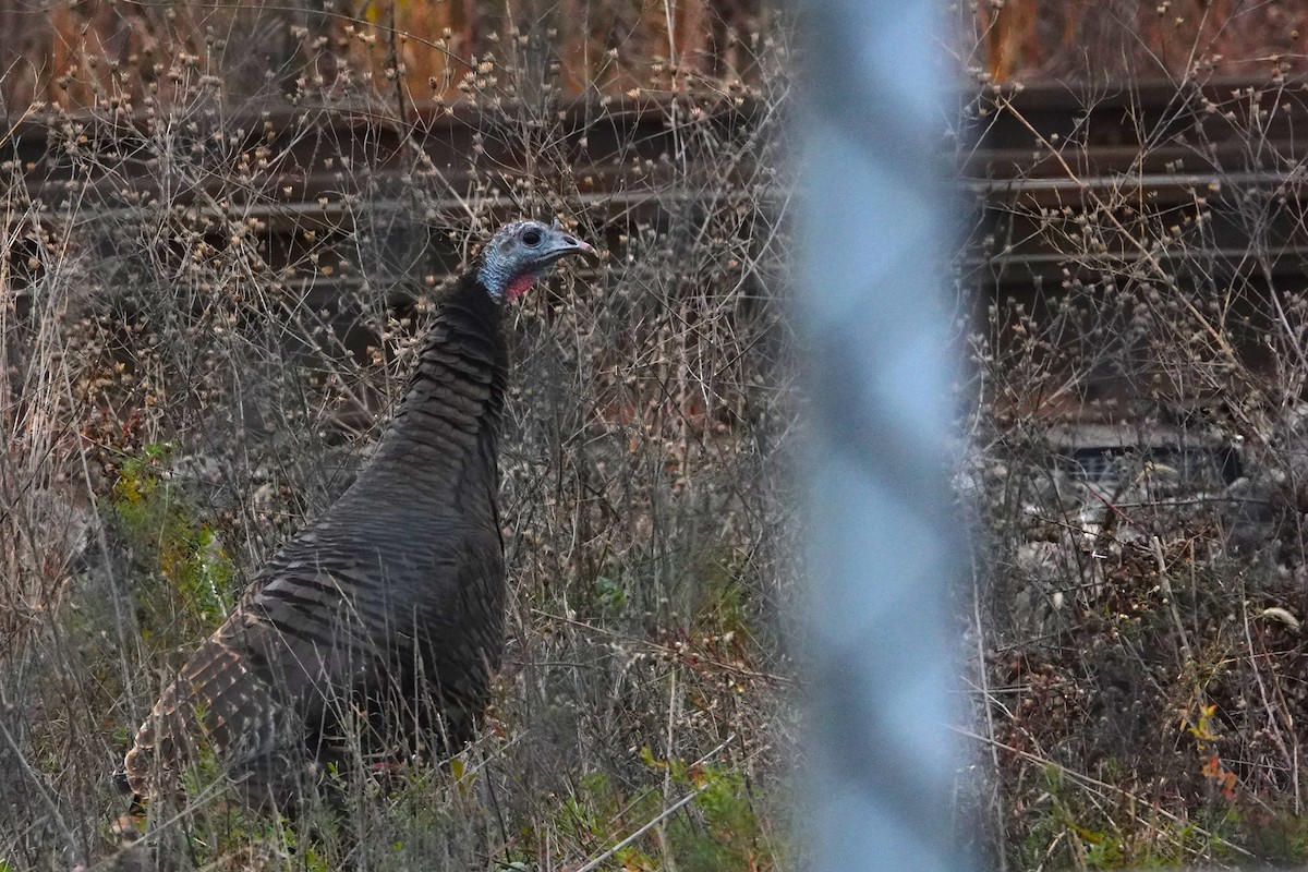 Guajolote Gallipavo - ML644900666