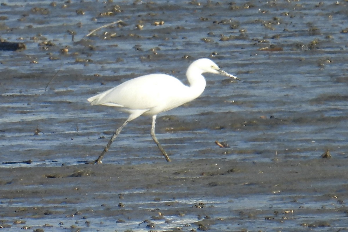 Little Egret - ML644900669