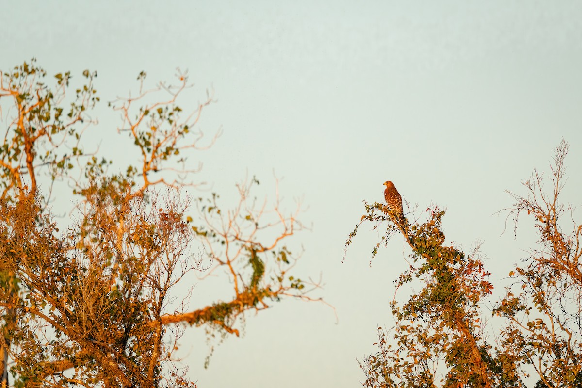 Red-shouldered Hawk - ML644900671