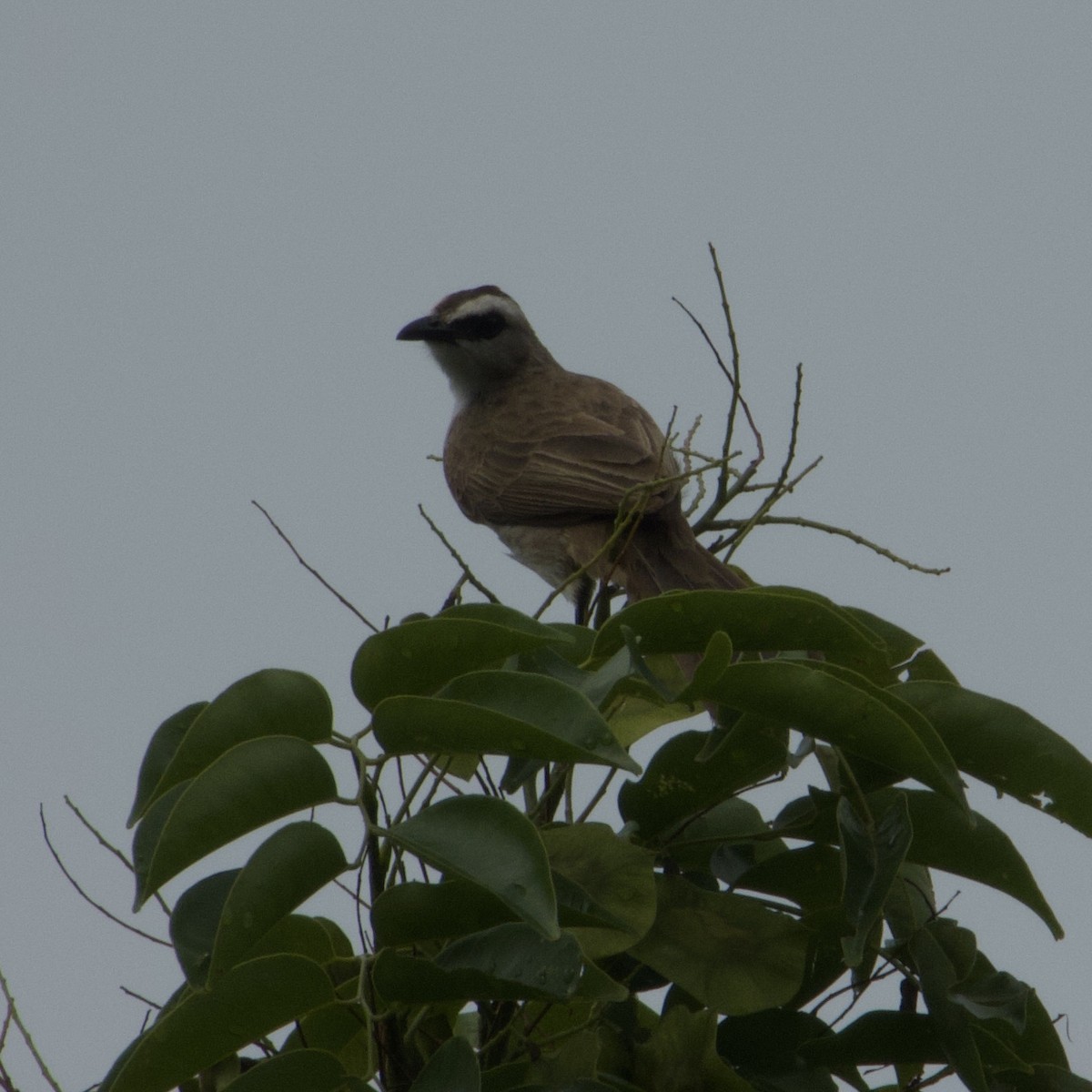 Yellow-vented Bulbul - ML644900684