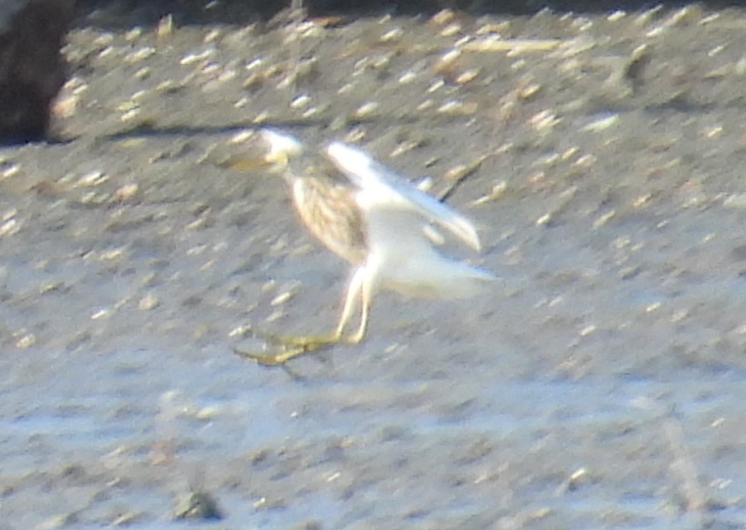 Chinese Pond-Heron - ML644900685