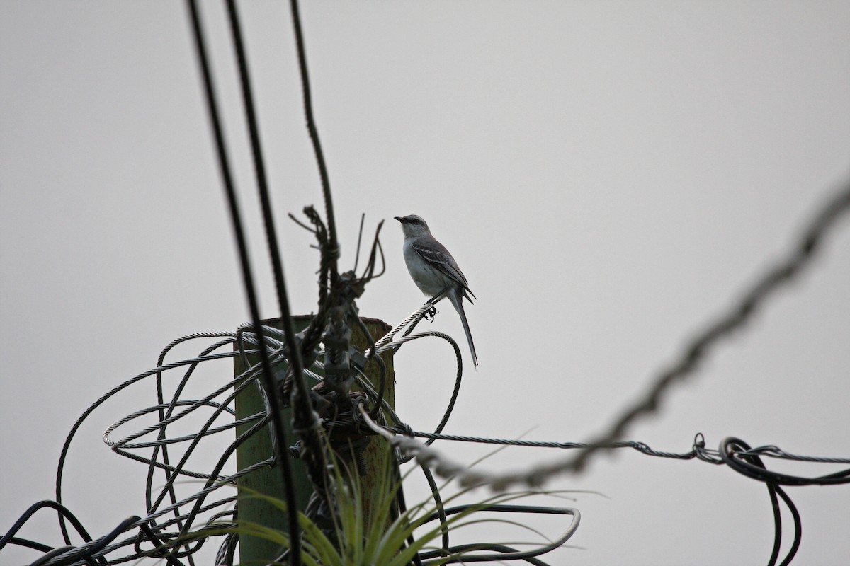 Tropikal Taklitçi - ML644900686