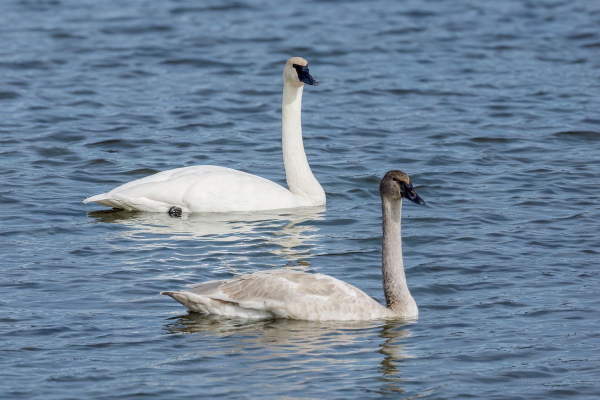 Trumpeter Swan - ML644900694