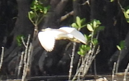 Chinese Pond-Heron - ML644900703