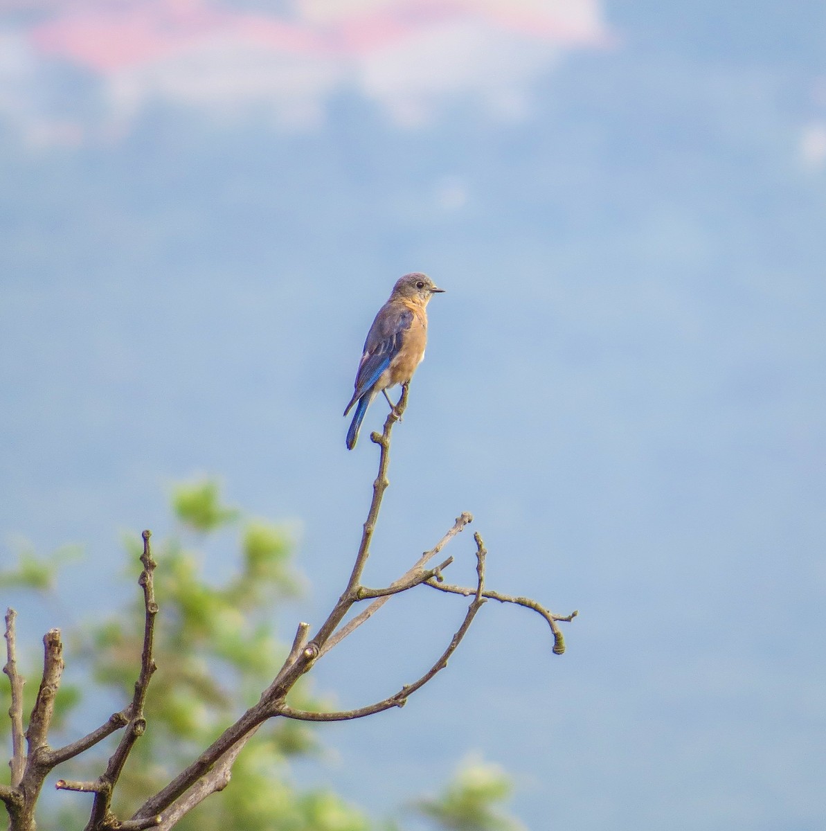 Eastern Bluebird - ML64490071