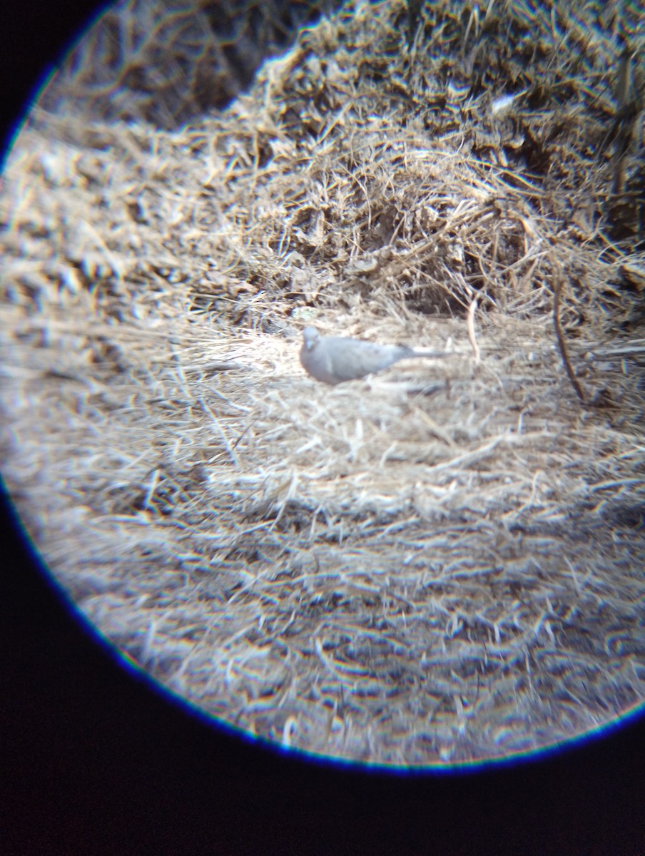 hrdlička karolínská - ML644900713