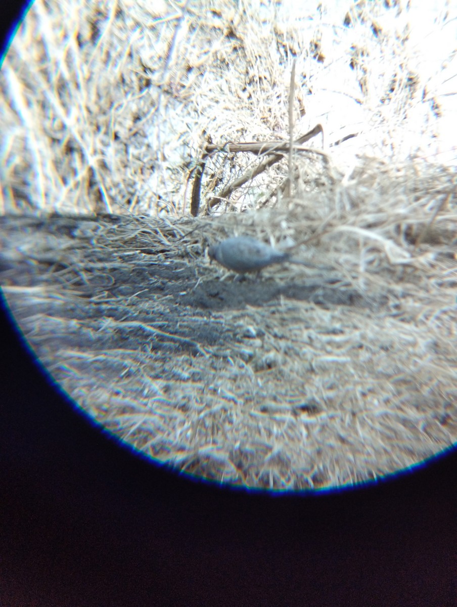 hrdlička karolínská - ML644900714