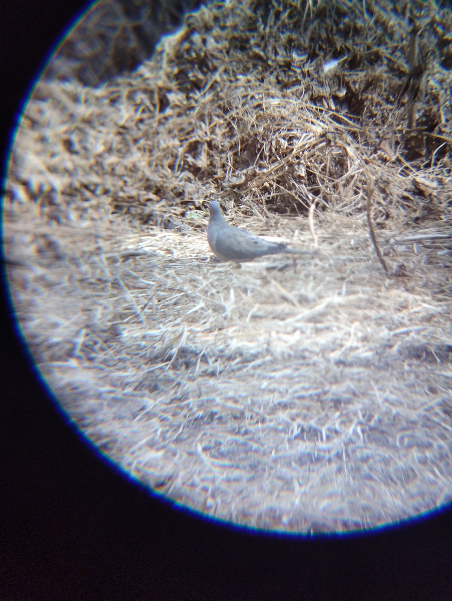 hrdlička karolínská - ML644900715