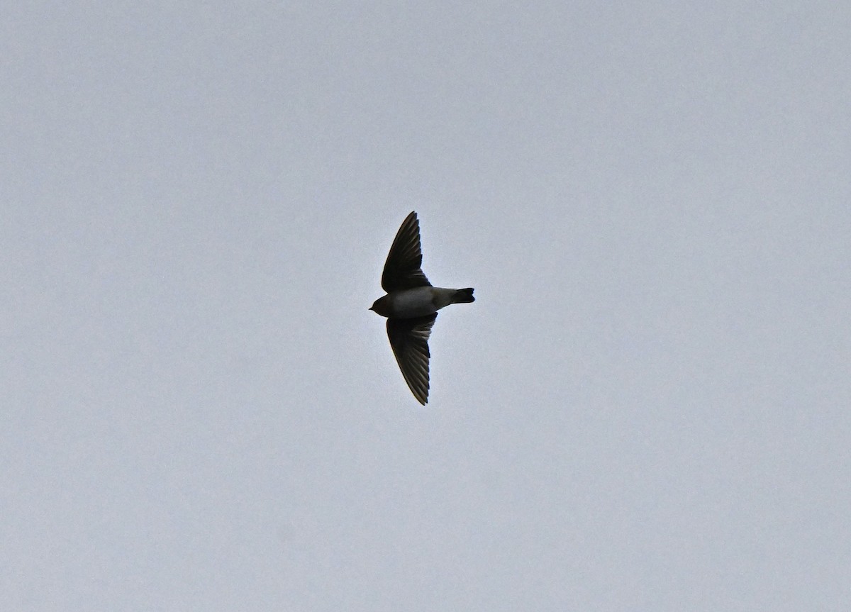 Cave Swallow - ML644900716